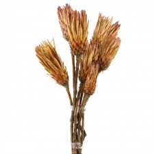 OBTUSIFOLIA FLOWER NATURAL