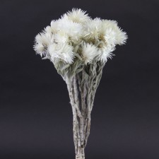 13"EVERLASTING NATURAL/WHITE