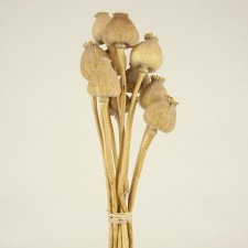 PAPAVER JUMBO 12/BUN NATURAL