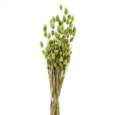 PHALARIS LT.GREEN