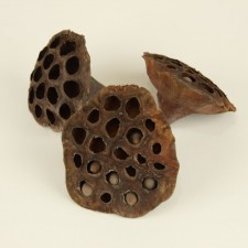 2.5"-5"LOTUS PODS 12PC/PKG