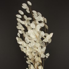 36" LUNARIA