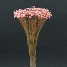STAR FLOWERS 3 OZ./PKG PINK