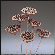LOTUS POD W/STEM X 12