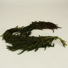 AMARANTHUS GREEN