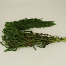 AMARANTHUS LT.GREEN