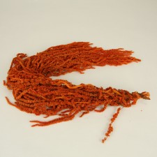 AMARANTHUS AUTUMN