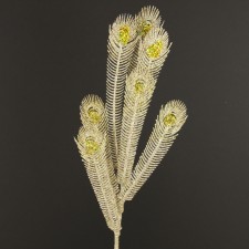 21"MICA PEACOCK SPRAY CHAMPAGN