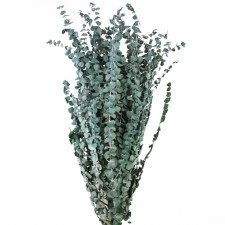 16 OZ. BABY DRIED EUCALYPTUS