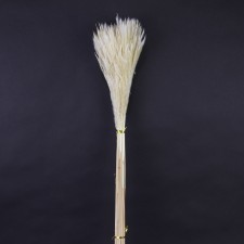 DRIED PAMPAS GRASS 50/PKG