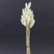 DRIED BUNNY TAIL 50PC/PKG