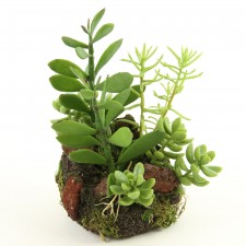 5"X7.5"SUCCULENT GARDEN GRN