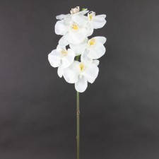 PHALAENOPSIS ORCHID SPRAY A25