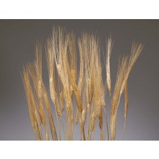 TRITICUM WHEAT NATURAL