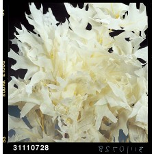 TRANSPARENT OAK 1 LB