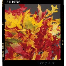 TRANSPARENT OAK 1 LB.