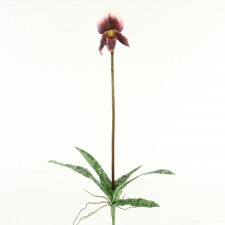 25"LADY SLIPPER ORCHID PLANT