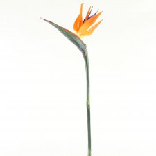 43" BIRD OF PARADISE ORANGE