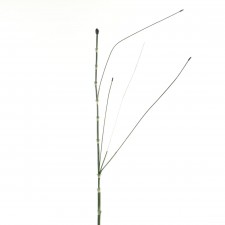 48"EQUISITIUM W/SHOOTS