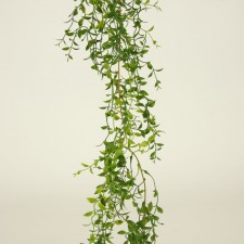 6'CHINA ROOT GREENBRIER GRLND