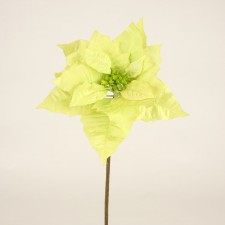 15"POINSETTIA PICK X1 NATURAL