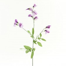 24" SWEET PEA SPRAY X3