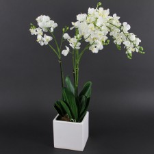 27"PHALAENOPSIS X3 POTTED