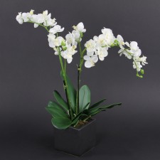 20"PHALAENOPSIS X2 POTTED