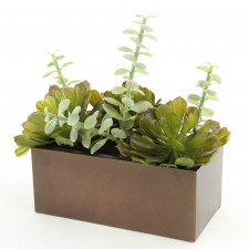 10" SUCCULENT POTTED