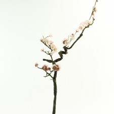 41"PLUM BLOSSOM