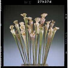 SARRACENIA
