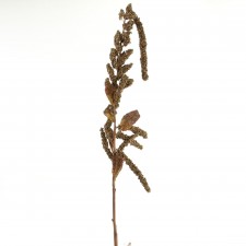63" WILD AMARANTHUS A25