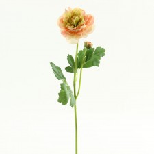 19"RANUNCULUS W/BUD PC/CR B4