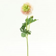 19"RANUNCULUS W/BUD P/GR