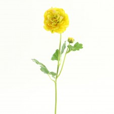 19"RANUNCULUS RUFFLE W/BUD B4