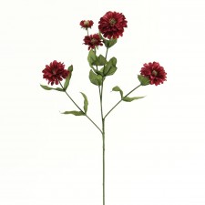 ZINNIA A6 B4