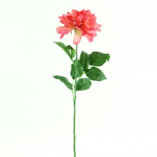 DAHLIA X1 PINK