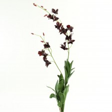 45" DENDROBIUM PLANT X3 A75