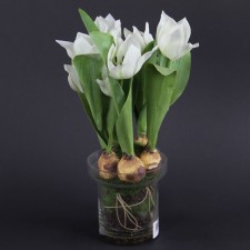 14"TULIP HUMILIS W/GLS POT A4