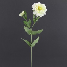 23" ZINNIA W/BUD WHITE