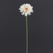 21"GERBERA DAISY BRD.WHT B5