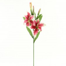 TIGER LILY X2 RUBY A25 B4