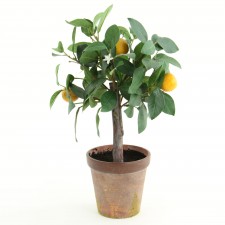 12" KUMQUAT TOPIARY