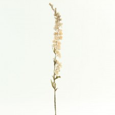 DELPHINIUM LADY SPIKE IVORY