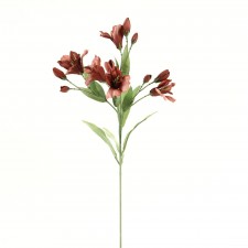 ALSTROEMERIA CHERRY A25