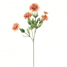 ZINNIA X5 PINK A25 B12