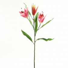 ORIENTAL LILY HOT PINK A6 B10