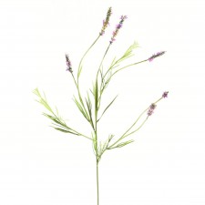 FRENCH LAVENDER SPRAY LAVENDER