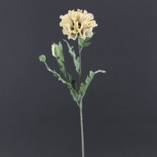 ORIENTAL POPPY VN B2