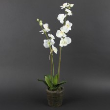 29.5" AMBILIS POTTED WHT